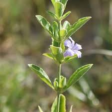 Image result for Ruellia cordata