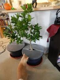 If you really can't keep cats out of your garden then maybe it is worth considering designating a small area to attract cats so they will be more inclined to stay away from other spots. Diy Keeping The Cats Out Of The Plants The Pennywise Family Plants House Plants Inside Plants