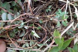 Image result for Euphorbia thymifolia