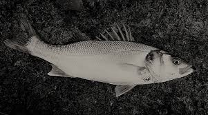 1 cucharada de aceite de oliva. Lubina Caracteristicas Comportamiento Tipos Pesca Gastronomia