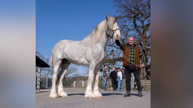 Cannon Hall Farm announces shock death of horse seen on TV - BBC News