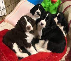 These english springer spaniel puppies located in michigan come from different cities, including Foxboro Farms English Springer Spaniel Puppies In Michigan