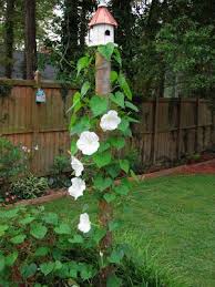 Pin On Flowers