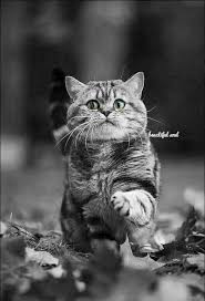 Pin By Derya Uysal On Pisiler Cats Silly Cats Cool Pets