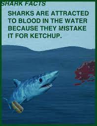Sharks smell using nares, which are holes on the bottom of their long snouts. Can White Sharks Smell A Drop Of Blood