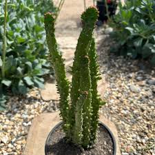 Image result for Opuntia monacantha