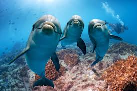 Nager avec les dauphins en Australie : l'incroyable expérience