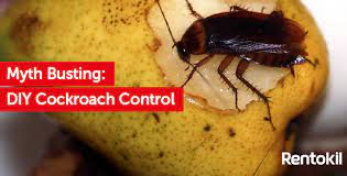 When cockroach baits were invented they revolutionised. Myth Busting How To Get Rid Of Cockroach Diy Control Rentokil Ireland