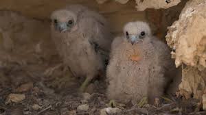 We did not find results for: Intermedes Nature Le Faucon D Eleonore France Terres Sauvages La Foret Lespas