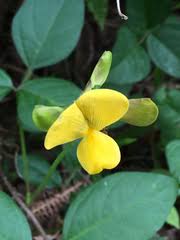 Image result for Chamaecrista fenarolii