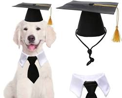 pet and a graduateの画像