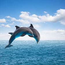 7 922 Dolphin Jumping Stock Photos Pictures Royalty Free Images Istock