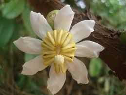 Image result for Bellucia