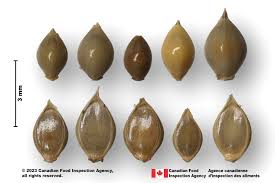 Image result for Echinochloa