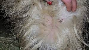Image result for what do Cheyletiella look like in dog fur