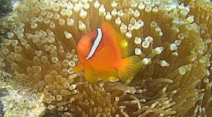 Maybe you would like to learn more about one of these? Gambar Ikan Badut Dan Anemon Gambar Ikan Hd