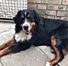 Click here to be notified when new bernese mountain dog puppies are listed. 7 Best Bernese Mountain Dog Breeders 2021 We Love Doodles