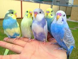 Kevin S Birds Is Dedicated To The Health Care Breeding And Taming Of Budgies Along With Other Species Such As Finches Quail Budgies Bird Cute Birds Budgies