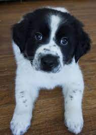 Adopt Kurt On Petfinder Puppy Adoption Border Collie Dogs