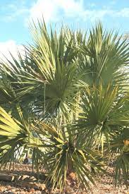 Brazoria Palmetto Palm For Sale Buy Sabal X Brazoriensis Native Plant Gardening Palm Trees Palm