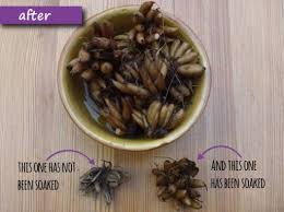 They arrive looking dried out and dead. How To Plant Ranunculus The Enduring Gardener