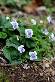 Add these cool new edible violas to salads, ice cubes, cupcakes, drinks, and more for an unexpected splash of color and gourmet uniqueness. Violet S Edible And Medicinal Uses Chestnut School Of Herbal Medicine