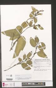 Image result for Culcasia ekongoloi