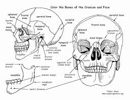 Anatomy And Physiology Coloring Book Unique Human Anatomy Coloring Book 41 And Skull Co In 2020 Anatomy Coloring Book Skull Coloring Pages Human Anatomy And Physiology