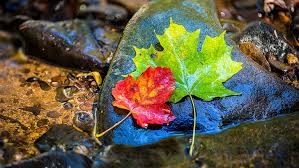 8k wallpaper for mobile nature. Hd Wallpaper Ultra Hd 8k 7680x4320 Nature Photography Leaf Plant Part Wallpaper Flare