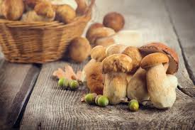 Blog Picking And Eating Mushrooms In Catalonia