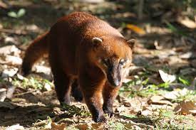 South american coatis are omnivores, mainly eating fruit, eggs, and small critters. South American Coati Species In World Land Trust Reserves