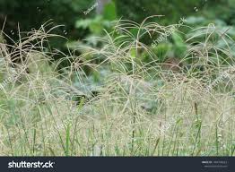 Image result for Digitaria comifera