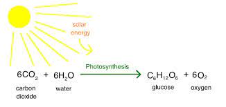 Glucose is broken down by glycolysis/ kreb's cycle to yield atp. Intro To Photosynthesis Article Khan Academy
