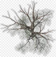 Tree Top View Png For Kids Winter Tree Plan Png Image With Transparent Background Png Free Png Images Trees Top View Tree Plan Png Tree Plan