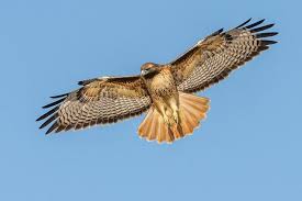 Day Of The Eagle - In Light Of Nature