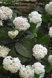 Endless Summer Blushing Bride Bigleaf Hydrangea Blushing Bride Hydrangea Endless Summer Blushing Bride Endless Summer Hydrangea Blushing Bride