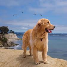 Majestic Boy Http Ift Tt 2geptmp Dogs Golden Retriever Super Cute Puppies Dogs And Puppies