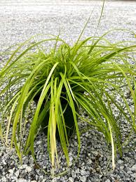 Image result for Carex sp.no.1
