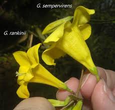 Image result for Gelsemiaceae