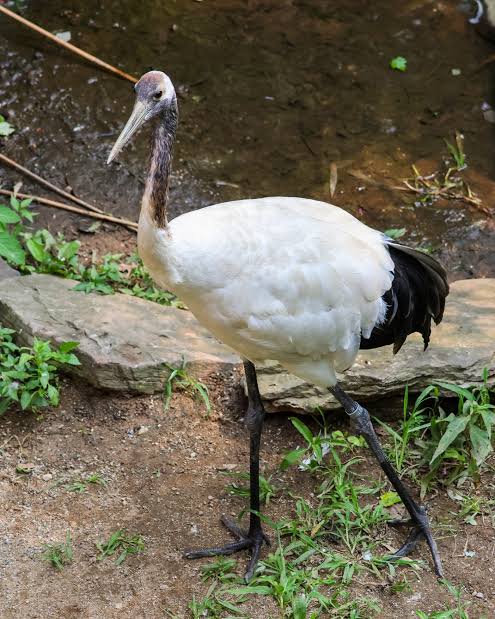 Our red-crowned cranes are spending some time behind the scenes, but we're  still celebrating their beauty, like Ruby's stunning red “crown.” What is a  red-crowned crane's crown made of? The answer mig