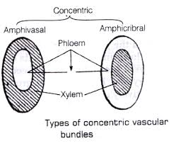 Learn Concentric Vascular Bundle Meaning Concepts Formulas Through Study Material Notes Embibe Com