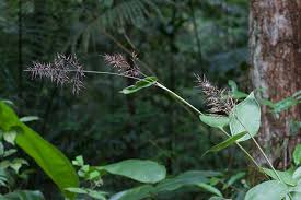 Image result for Olyra latifolia