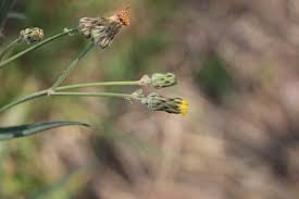 Image result for Sonchus schweinfurthii