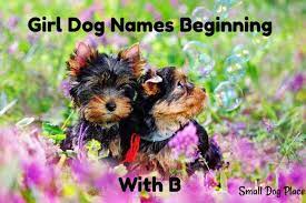 It's the brilliance of choosing a name, it's all up to you and how you perceive that b name! Girl Dog Names Beginning With B