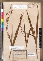 Image result for Zygotritonia