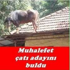 Celal Ilhan Adli Kullanicinin Chp Panosundaki Pin Hayvan Komik Mizah