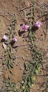 Image result for Dicerocaryum