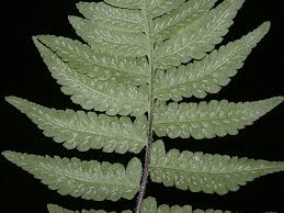 Image result for Deparia