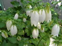 Obit ⭐ , ⓜ kozya sloboda, russia, city of kazan, yamasheva avenue, 36к3: Baby Blue Eyes Plant Invasive