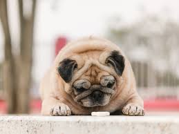 Check spelling or type a new query. Pet Food Brands Recalled After Dogs And Cats Died